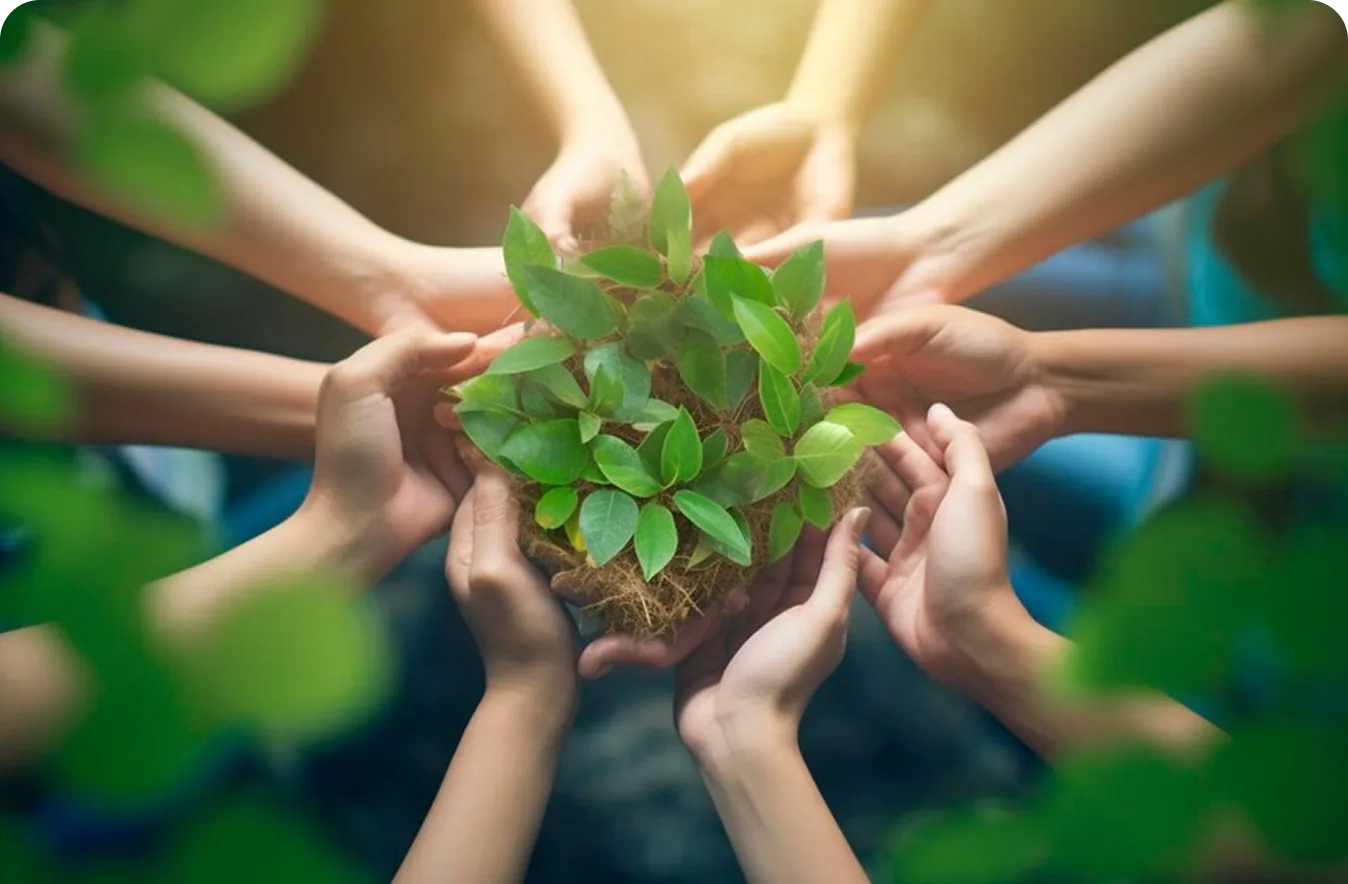 Hands cupped around a young plant growing in soil